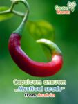 GardenShaman.eu - Capsicum annuum Surprise Mystical seeds seeds