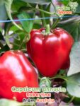 GardenShaman.eu – Capsicum annuum Robertina