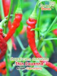 GardenShaman.eu - Capsicum annuum Thin Cayenne Samen seeds