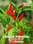 GardenShaman.eu – Capsicum frutescens Bird’s Eye Chili