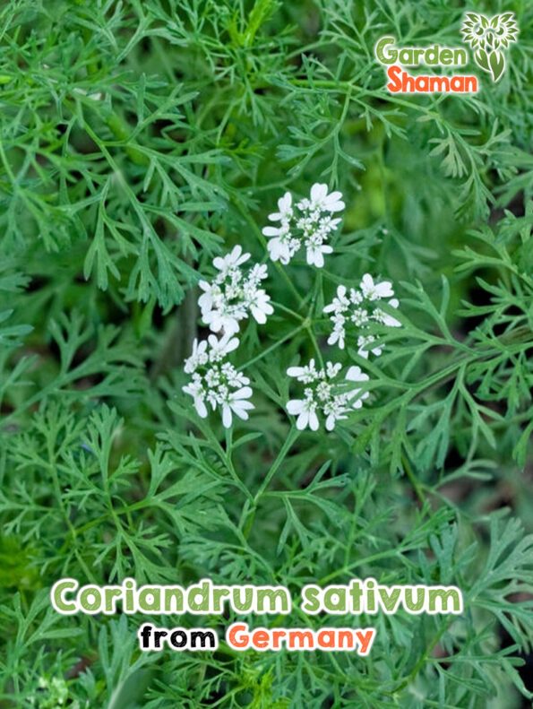 GardenShaman.eu - Coriandrum sativum semi di coriandolo semi di coriandolo