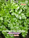 GardenShaman.eu - Coriandolo sativum marocchino semi semi