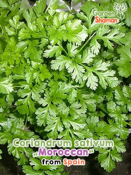 GardenShaman.eu - Graines de Coriandre sativum Moroccan