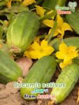 GardenShaman.eu - Cucumis sativus Dar semillas de pepino semillas