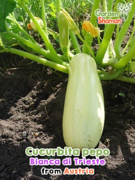 GardenShaman.eu - Cucurbita pepo, Bianca di Trieste, Graines seeds Courgette