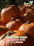 GardenShaman.eu – Cucurbita pepo Halloween Jack