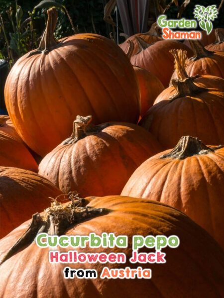 GardenShaman.eu - Cucurbita pepo Semillas de calabaza Halloween Jack