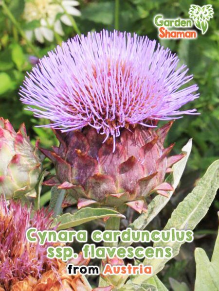 GardenShaman.eu - Graines de Cynara cardunculus ssp. flavescens