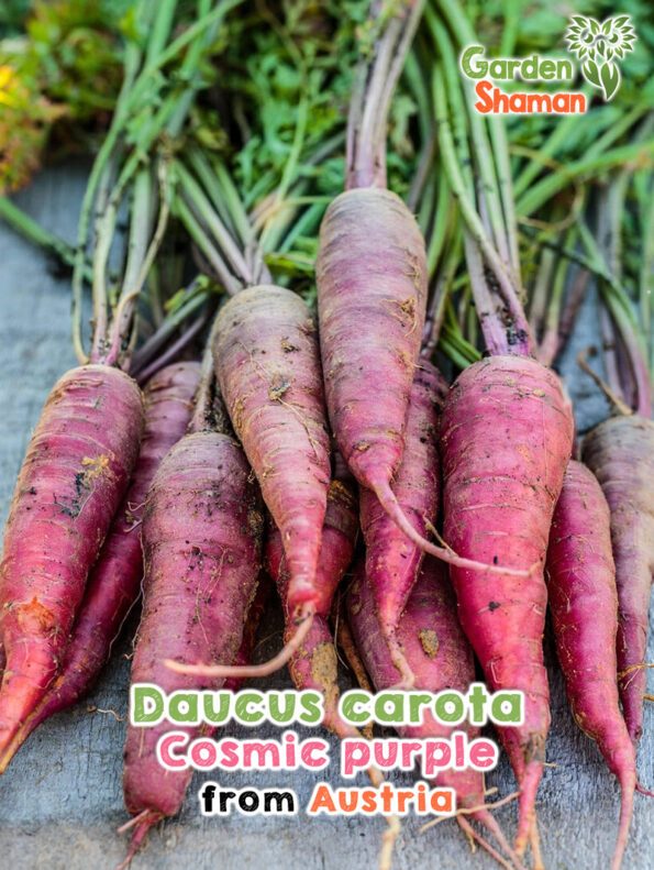 GardenShaman.eu - Daucus carota Carrot Cosmic Purple seeds seeds