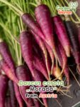 GardenShaman.eu - Daucus carota Morada Graines de carotte