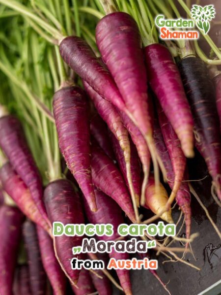 GardenShaman.eu - Daucus carota Morada semillas de zanahoria