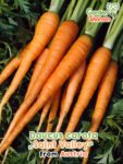 GardenShaman.eu – Daucus carota Saint Valley