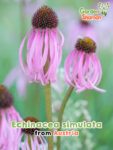 GardenShaman.eu - Echinacea simulata, Hélianthème à fleurs claires Graines