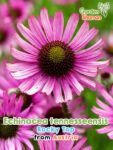 GardenShaman.eu – Echinacea tennesseensis Rocky Top