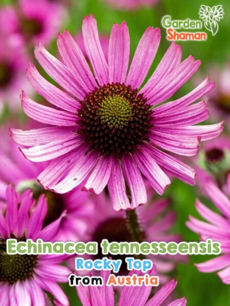 GardenShaman.eu - Echinacea tennesseensis - Graines d'échinacée du Tennessee