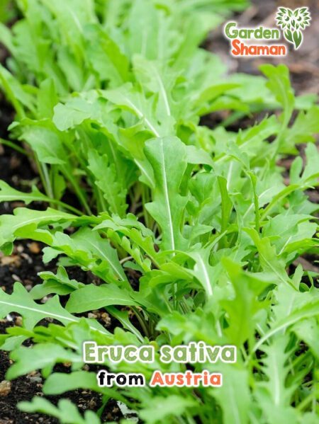 GardenShaman.eu - Eruca sativa seeds seeds