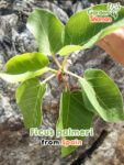 GardenShaman.eu – Ficus palmeri