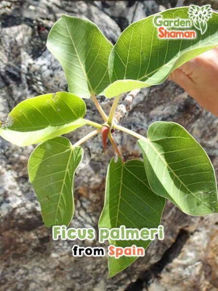 GardenShaman.eu - Ficus palmeri seeds seeds