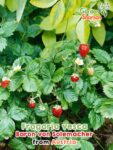 GardenShaman.eu – Fragaria vesca Baron von Solemacher