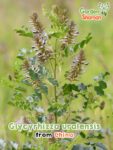 GardenShaman.eu Glycyrrhiza uralensis Chinesisches Süßholz Samen seeds