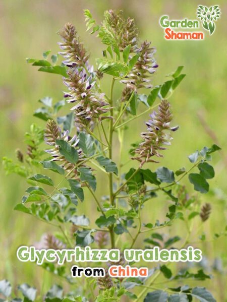 GardenShaman.eu Glycyrrhiza uralensis regaliz chino semillas semillas