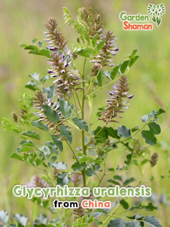 GardenShaman.eu Glycyrrhiza uralensis Chinese licorice seeds seeds