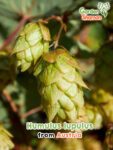 GardenShaman.eu – Humulus lupulus