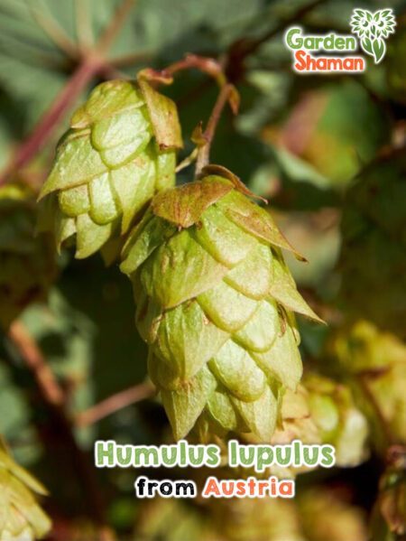 GardenShaman.eu - Humulus lupulus semi semi