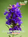 GardenShaman.eu - Hyssopus officinalis Ysop Samen seeds