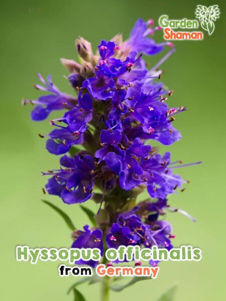 GardenShaman.eu - Hyssopus officinalis Graines d'hysope