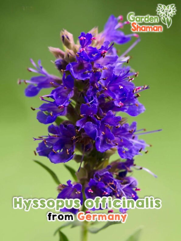 GardenShaman.eu - Hyssopus officinalis semillas de hisopo