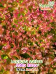 GardenShaman.eu - Lactum sativum var. crispa Lollo Rosa seeds Samen