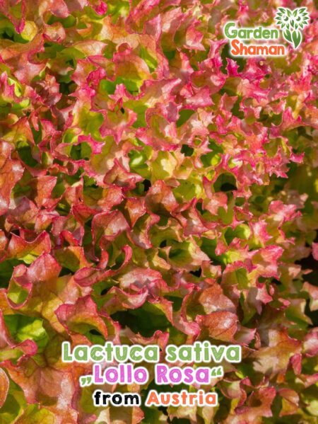 GardenShaman.eu - Lactum sativum var. crispa Lollo Rosa seeds Seeds