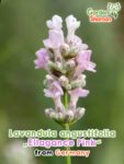 GardenShaman.eu – Lavandula angustifolia Ellagance Pink