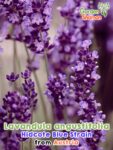 GardenShaman.eu - Lavandula angustifolia Hidcote Blue Strain graines seeds Lavande