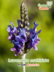 GardenShaman.eu – Lavandula multifida