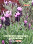 GardenShaman.eu – Lavandula stoechas pedunculata