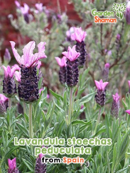 GardenShaman.eu - Schopflavendel - Lavandula stoechas pedunculata Samen seeds