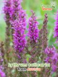 GardenShaman.eu - Lythrum salicaria Blutweiderich Samen seeds