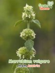 GardenShaman.eu - Marrubium vulgare seeds seeds