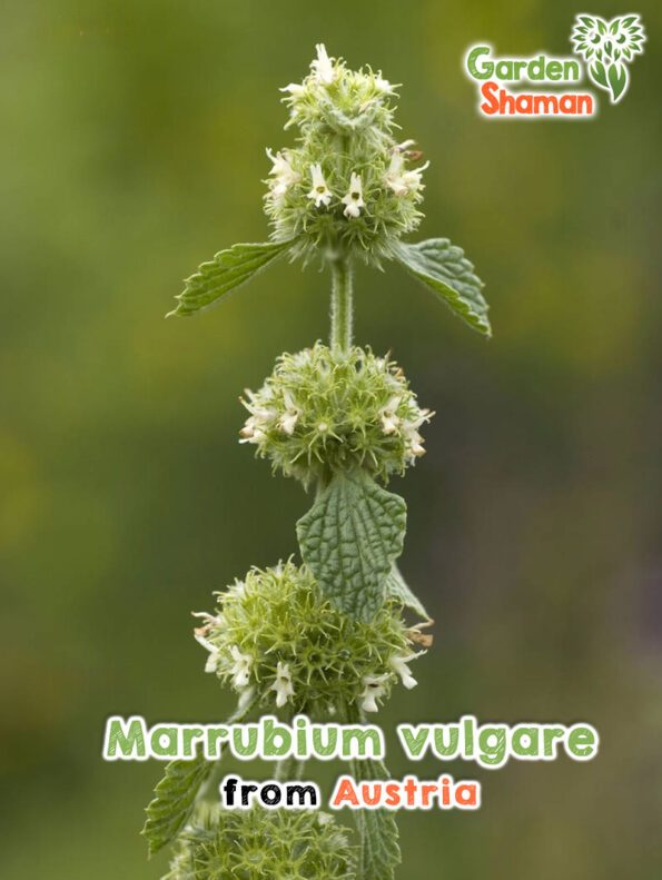 GardenShaman.eu - Marrubium vulgare Samen seeds