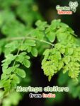 GardenShaman.eu - Semillas de Moringa oleifera