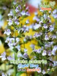 GardenShaman.eu – Nepeta caria Light Blue