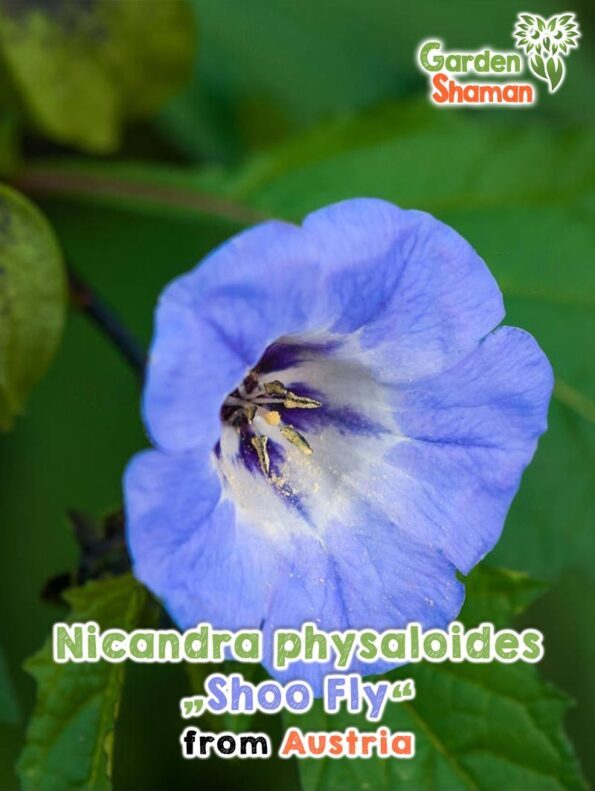 GardenShaman.eu - Nicandra physaloides Shoo Fly Samen seeds