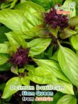 GardenShaman.eu - Ocimum basilicum Siam Queen seeds seeds