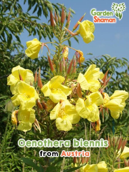 GardenShaman.eu - Graines d'Oenothera biennis