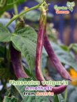 GardenShaman.eu – Phaseolus vulgaris Amethyst