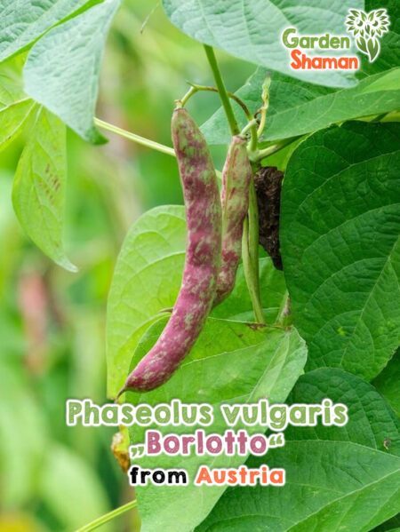 GardenShaman.eu - Phaseolus vulgaris Borlotto Seeds Beans