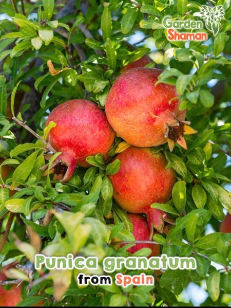 GardenShaman.eu - Punica granatum, Graines de grenade