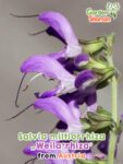 GardenShaman.eu – Salvia miltiorrhiza weilarhiza